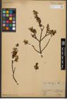 Foto von Salix waldsteiniana Willd.